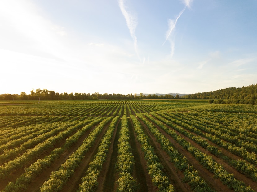 Agriculture & Fertilizer